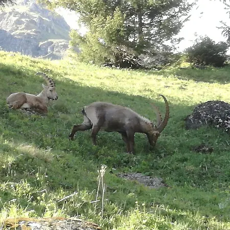 Le Cocon Du Catogne Proche Martigny Verbier - Netflix - Valettes