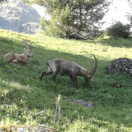 Le Cocon Du Catogne Proche Martigny Verbier - Netflix - Valettes