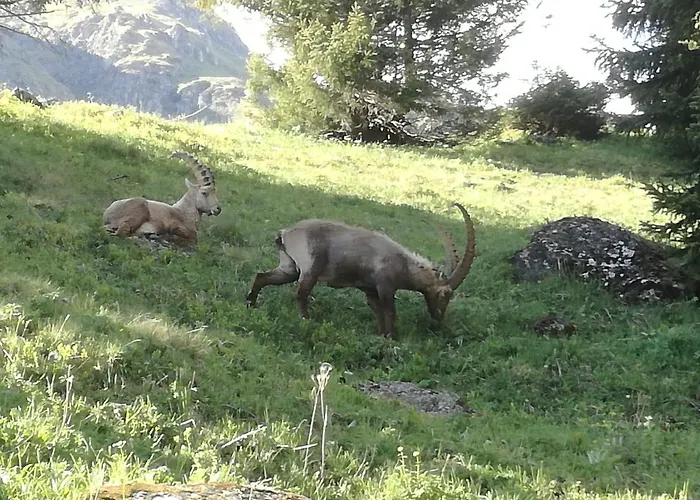 Le Cocon Du Catogne Proche Martigny Verbier - Netflix - Valettes